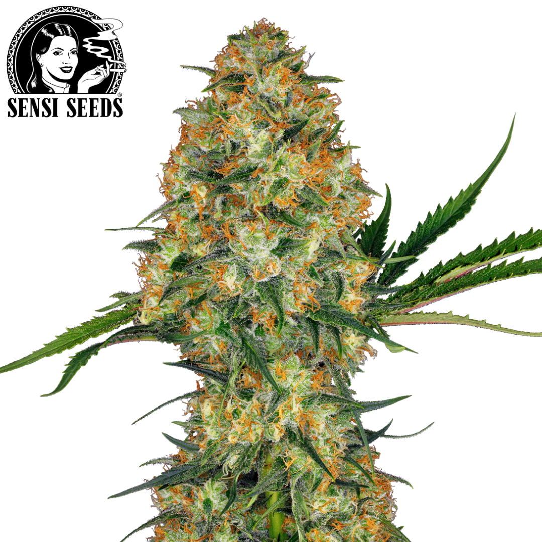 Zip Hoodie, Sensi Seeds®, Grau, Promo 1